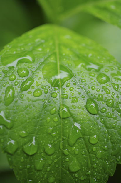 雨は・・・。_f0050534_6385743.jpg