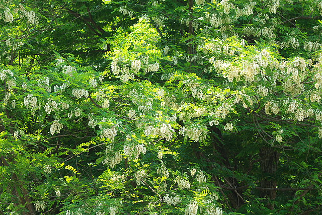 c0067040_2325235.jpg