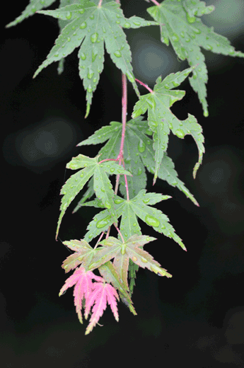 c0093046_623315.gif