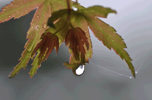 c0093046_6234615.gif