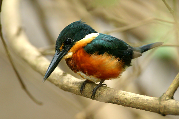 コミドリヤマセミ　　Ａｍｅｒｉｃａｎ　Ｐｙｇｍｙ　Ｋｉｎｇｆｉｓｈｅｒ_d0067451_1551486.jpg