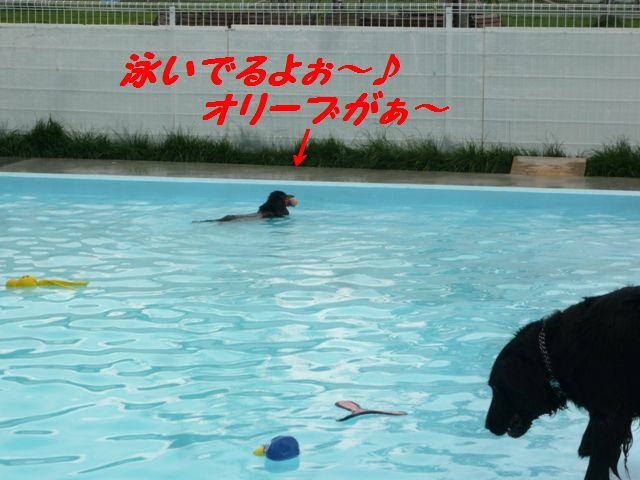 2008　ル・ボランランチとオリーブ自主的初泳ぎ♪_c0134862_2336713.jpg