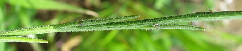 カキネガラシ(垣根芥子)_c0085874_18193884.jpg