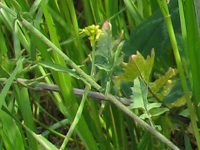 カキネガラシ(垣根芥子)_c0085874_18205066.jpg