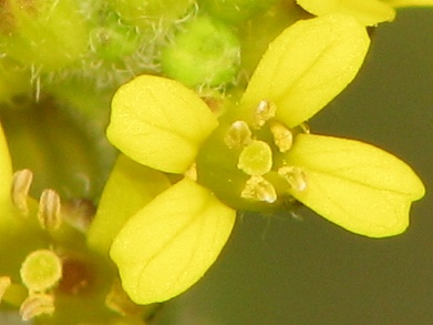 カキネガラシ(垣根芥子)_c0085874_18315543.jpg