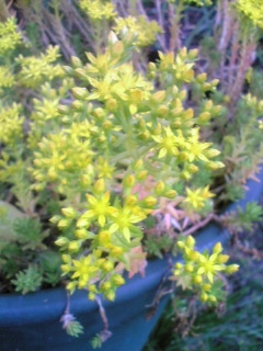 e0046477_10545927.jpg