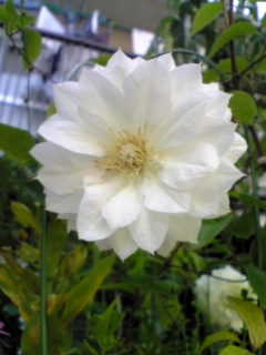 e0046477_10561251.jpg