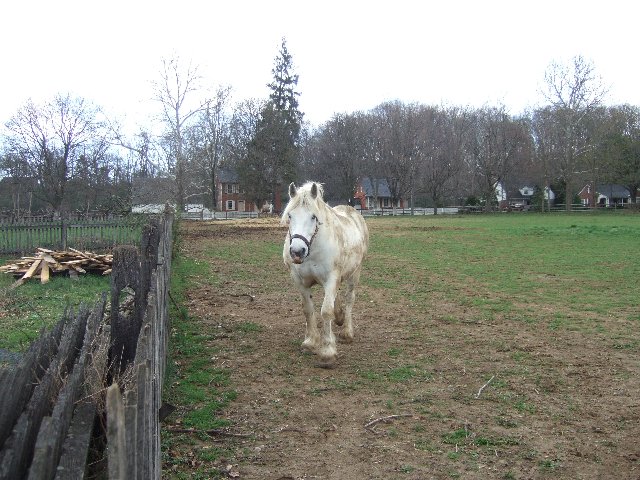 Landis Valley Museum そのⅡ　　動物たち_f0110377_2001885.jpg