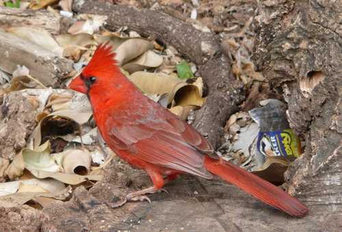 ハワイの鳥たち カイル アロハアイナ通信 ハワイの鳥たち カイル アロハアイナ通信