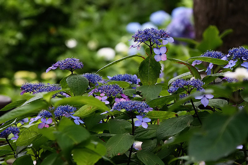 鎌倉・・・紫陽花_e0134814_20505884.jpg