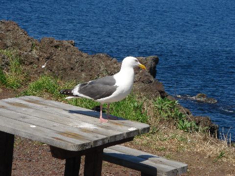 利尻島と礼文島を訪れる（その一、利尻）_d0037233_1511406.jpg