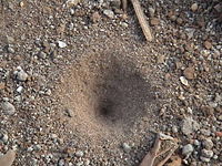 e0069433_1015192.jpg