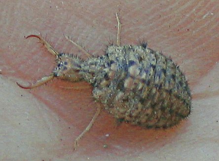 e0069433_1016720.jpg