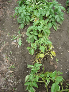e0097534_1841644.jpg