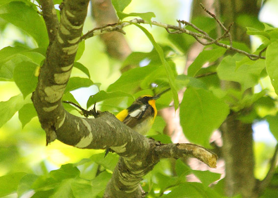 ６月の野鳥：６月５日“チゴハヤブサ・・・？”_d0069235_22184778.jpg