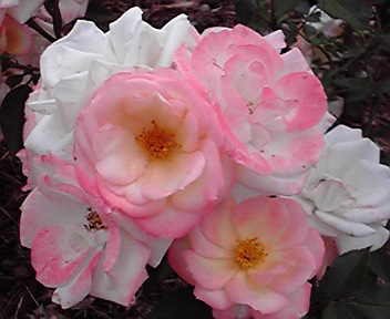 Ｒｏｓｅ　Ｇａｌｌｅｒｙ_a0061057_22124246.jpg
