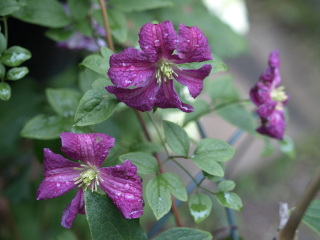 梅雨　_e0105760_19345052.jpg