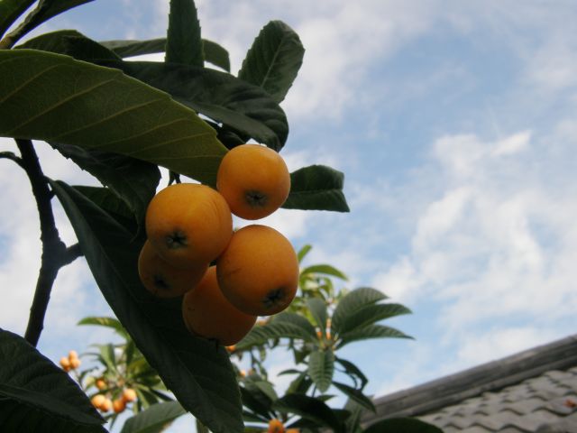 c0042869_20443463.jpg