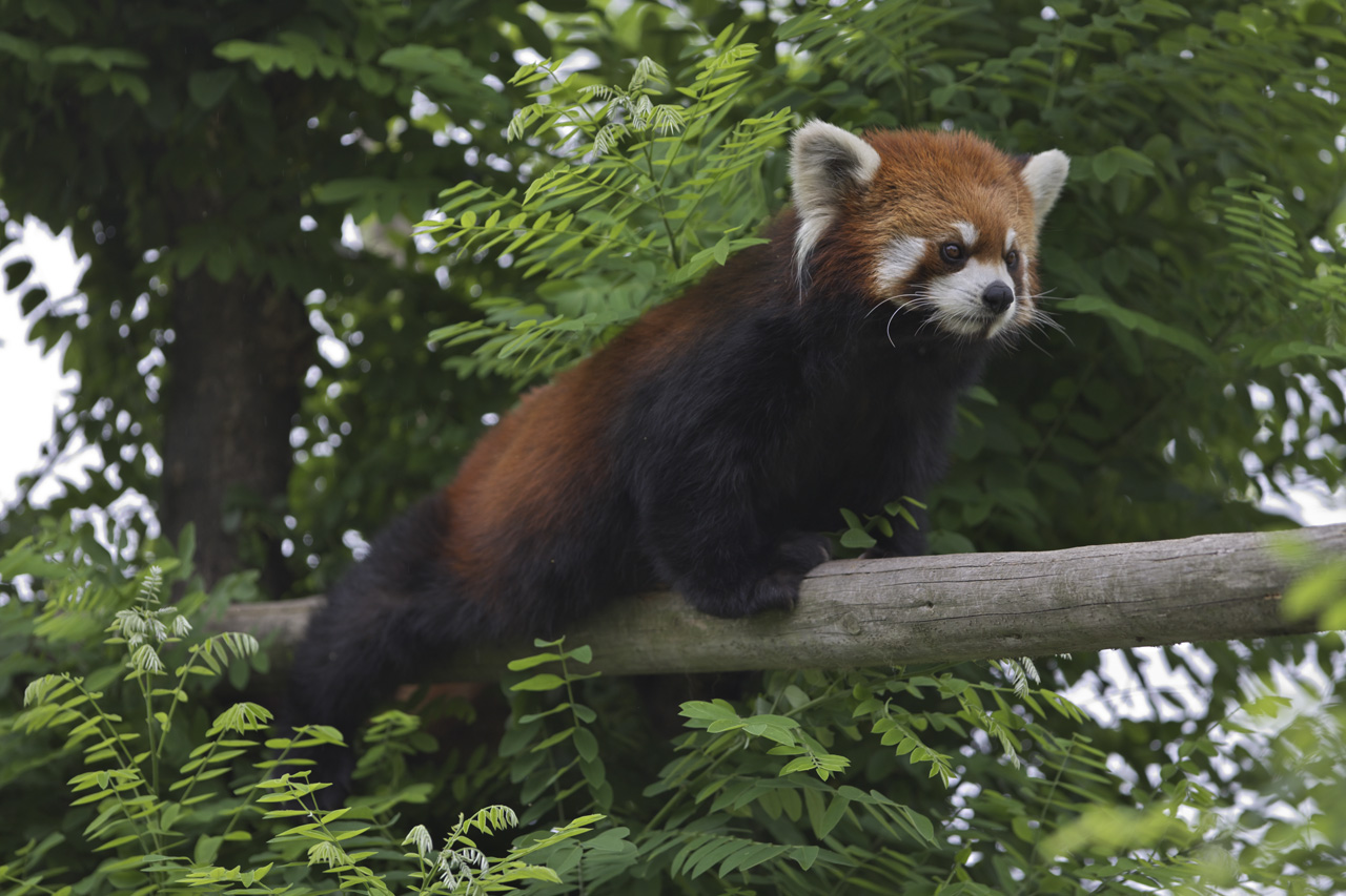 天王寺動物園448_e0060169_6413562.jpg