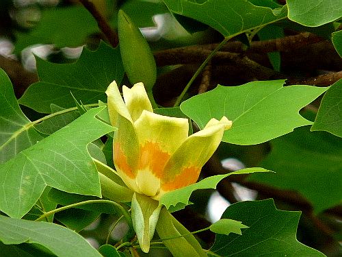 仙台市野草園　（一）　ユリノキ、ハンカチノキなど_d0084473_1632207.jpg