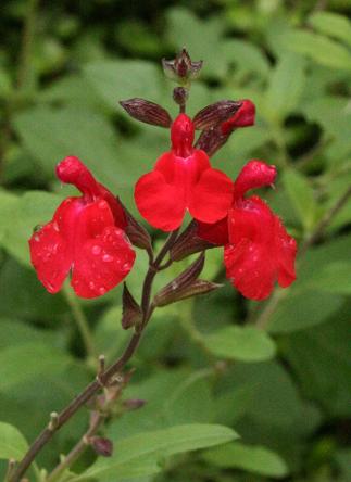 サルビアの仲間達 成長する家 つれづれ日記