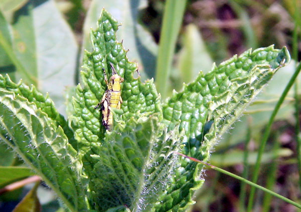 昆虫観察!_b0134175_1230054.jpg