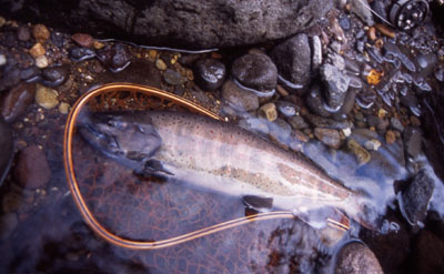 f0166390_23112549.jpg