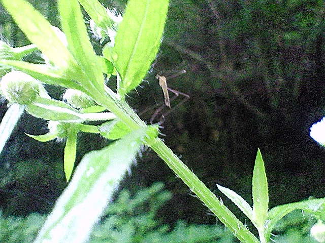 b0075797_1132160.jpg