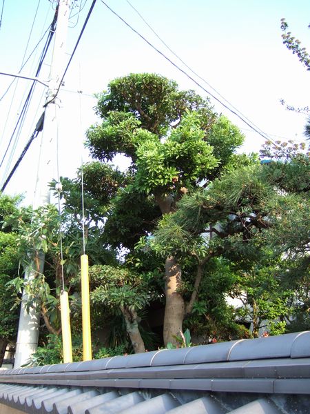 思ったとおりににはならないもんです。_f0108604_17393421.jpg