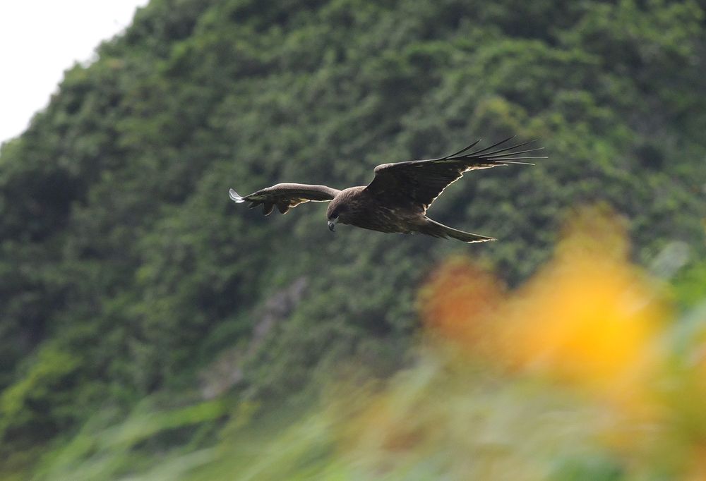 トビを撮る・・・佐渡・トビシマカンゾウ行（５）_a0031821_534521.jpg