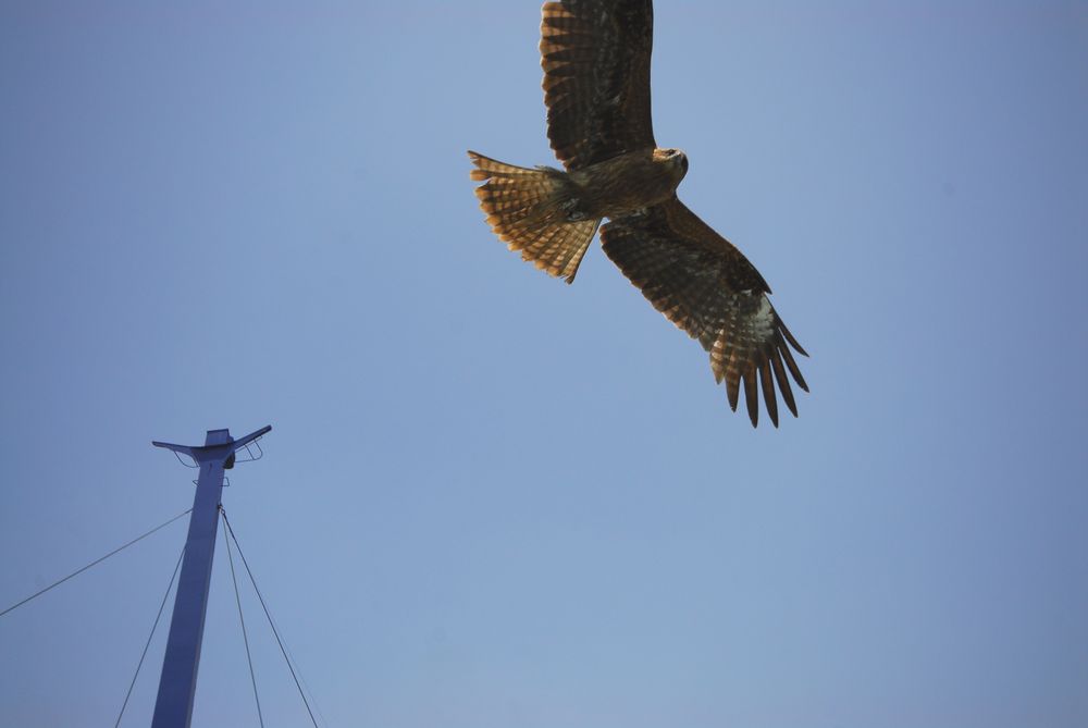 トビを撮る・・・佐渡・トビシマカンゾウ行（５）_a0031821_5382216.jpg