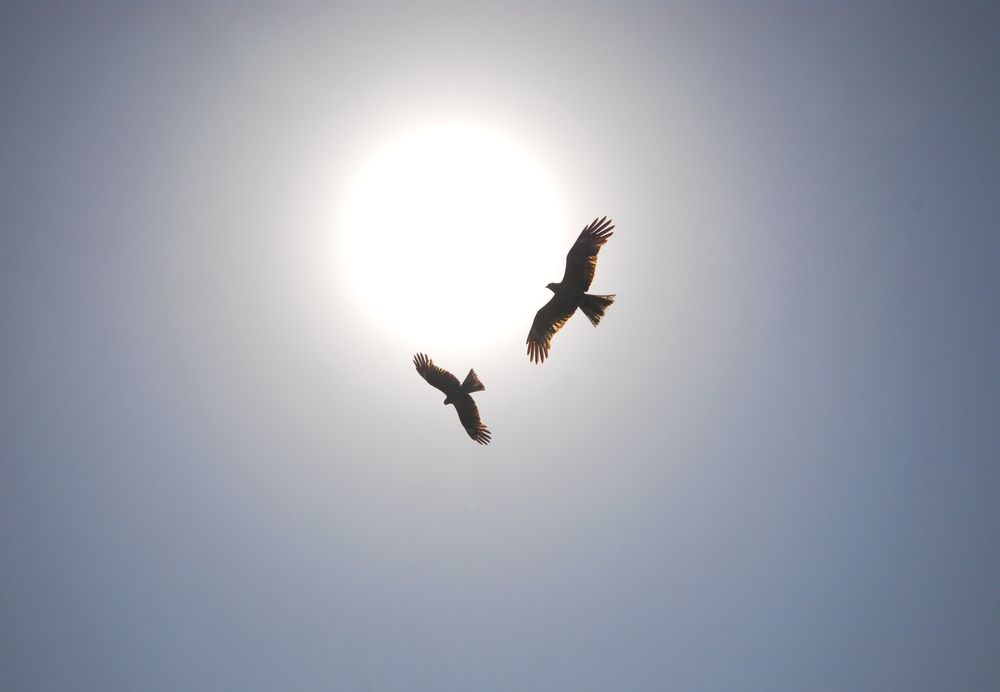 トビを撮る・・・佐渡・トビシマカンゾウ行（５）_a0031821_5455995.jpg