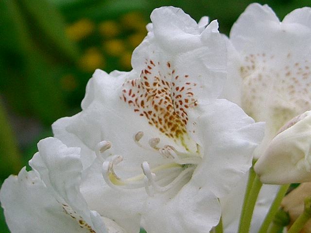 白山石楠花(ハクサンシャクナゲ)_d0059226_6355530.jpg