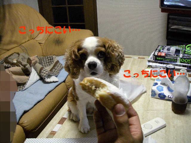c0136838_2144491.gif