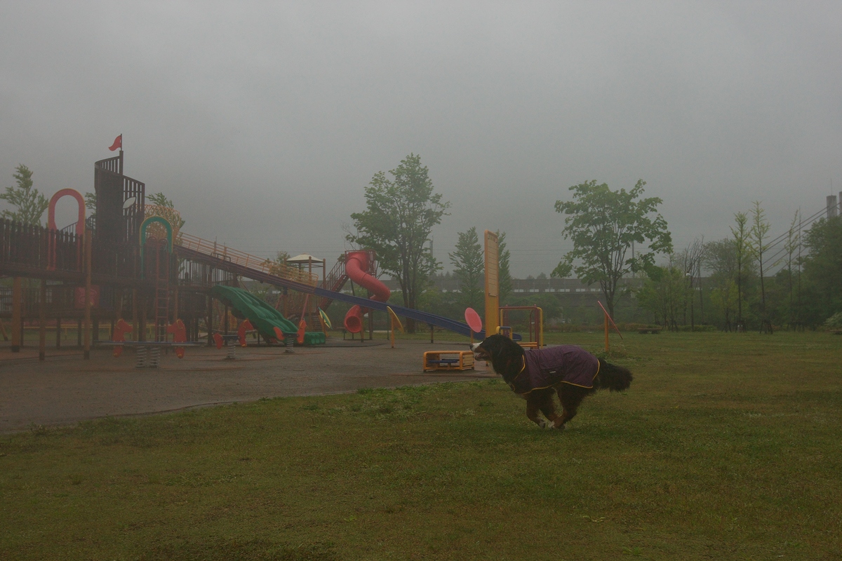 雨上がりの霧_e0121641_9131517.jpg