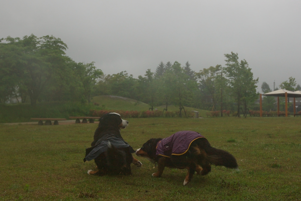 雨上がりの霧_e0121641_9133047.jpg