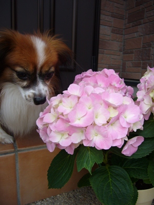 e0100046_2005363.jpg