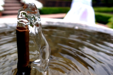 おっきな小鳥写真館 【Filoli Center】_d0124248_11245085.jpg