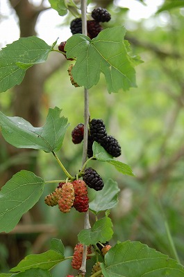 d0048350_134846.jpg