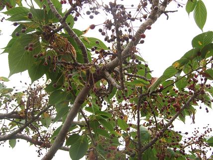 桜の木の実は さくらんぼ 牛柄とおしゃれな食器のキテレツ工房