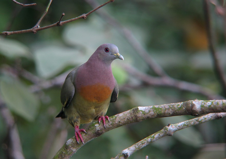 コアオバト Pink Necked Pigeon Hiroのフィールドノート Plus コアオバト Pink Necked Pigeon Hiroのフィールドノート Plus