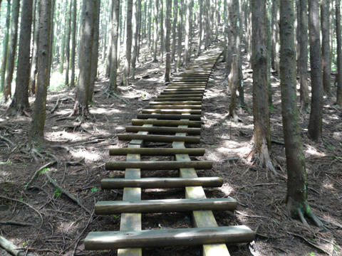 2008/06/01 新緑煌く初夏の古光山_e0050472_0473599.jpg