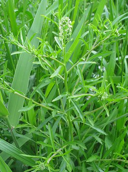 マメグンバイナズナ(豆軍配薺)_c0085874_18511395.jpg
