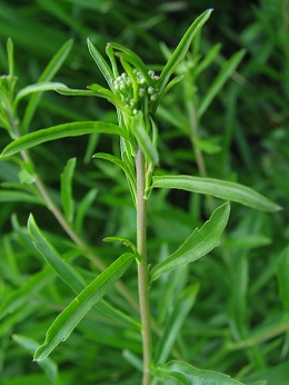 マメグンバイナズナ(豆軍配薺)_c0085874_18512439.jpg
