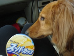 ２００８年６月５日　梅雨だなあ    _b0098584_0535999.jpg