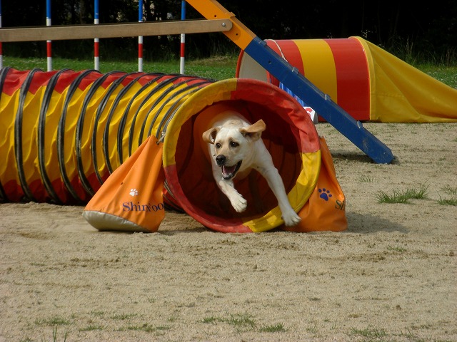 d0091700_21105572.jpg