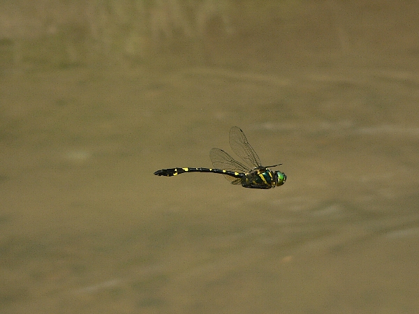 福岡地区　川・池散策　プリンス_e0002314_18162878.jpg