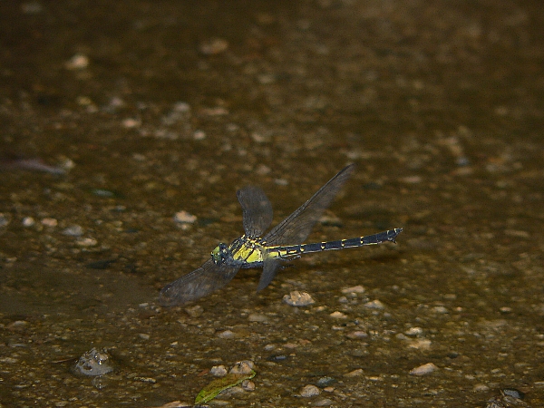 福岡地区　川・池散策　プリンス_e0002314_1831825.jpg