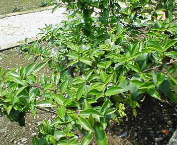 f0167314_11341865.jpg