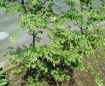 f0167314_1134251.jpg